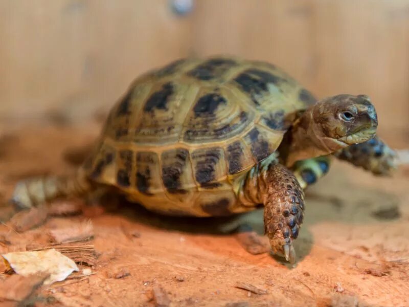 Сухопутные черепахи самара. Сухопутная черепаха. Среднеазиатская черепаха маленькая. Сухопутные черепахи много на одном листе. Черепаха.