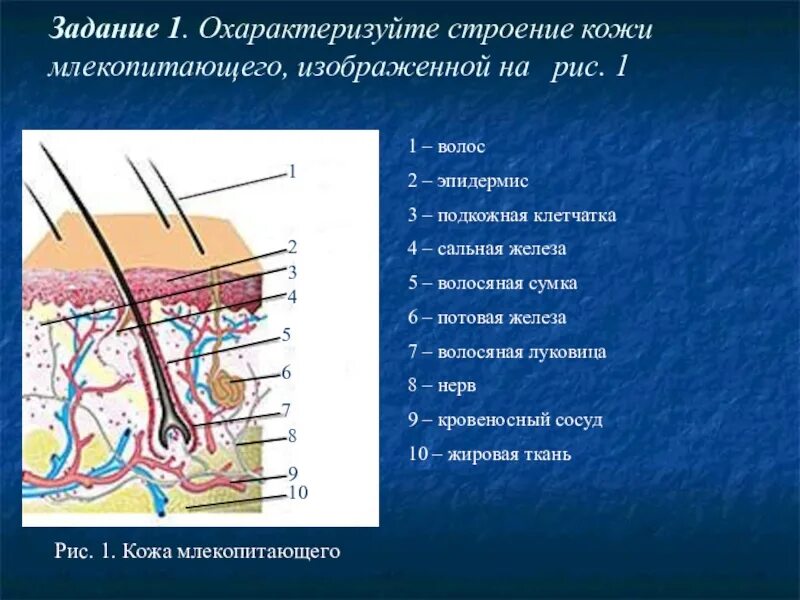 Строение кожного покрова животных. Строение эпидермиса кожи млекопитающих. кожный покров млекопитающих. строение кожного покрова анатомия. кожный покров млекопитающих схема.