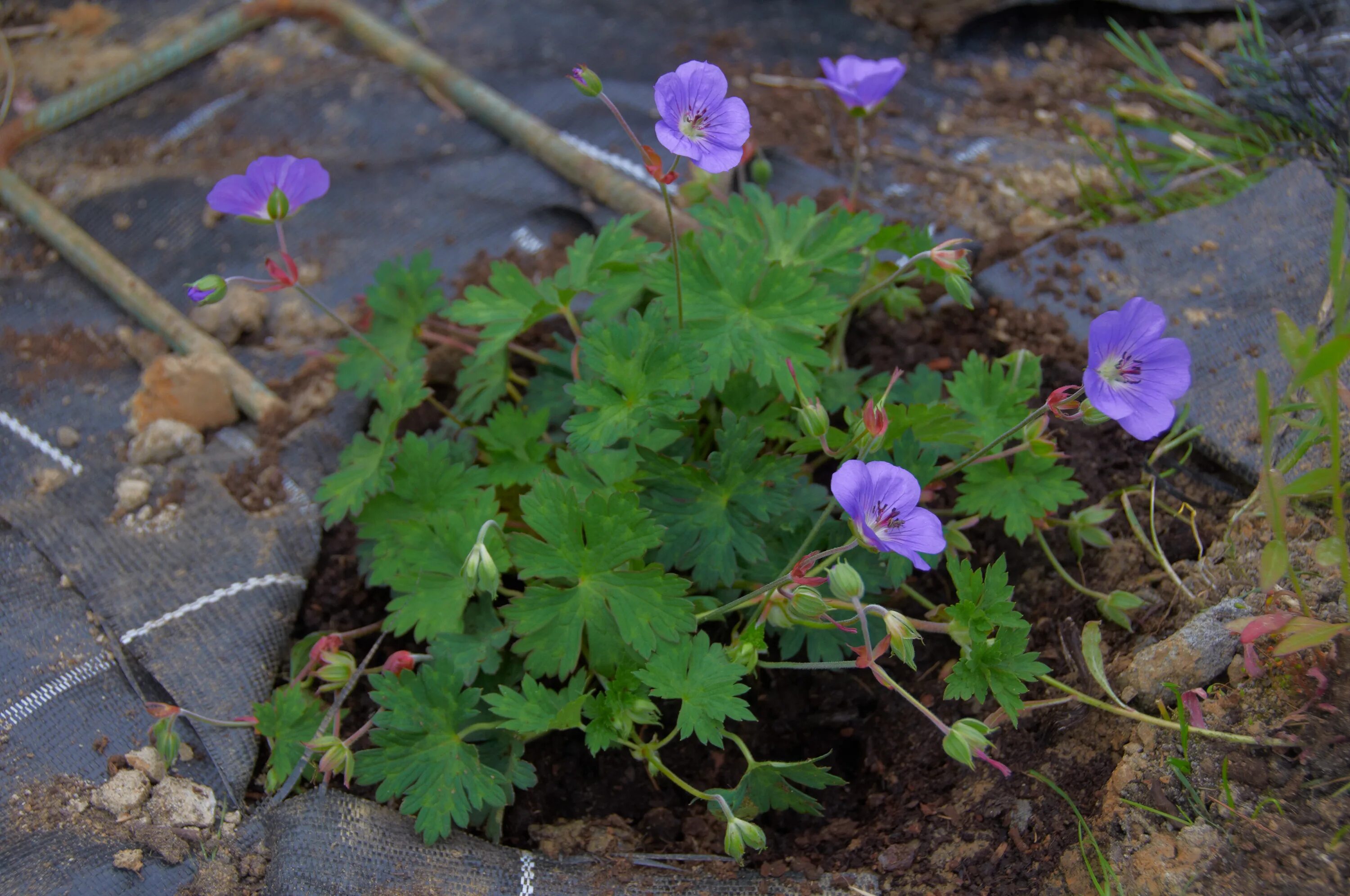 7 Bloemen en planten voor een Hippe Herfsttuin - Nieuws - Wonen.nl Tuin inspirat