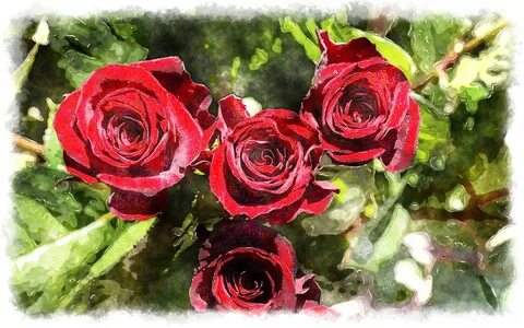 Red rose 4