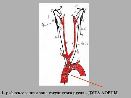 Рефлексогенная зона это
