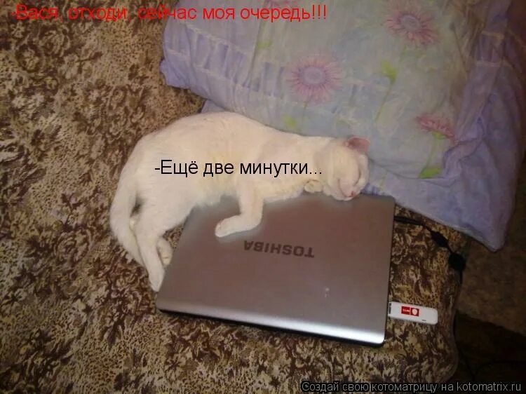 Смешные коты с подписями. Моя очередь говорить. Моя очередь говорить. Засиделся за компом. Твоя очередь картинка.