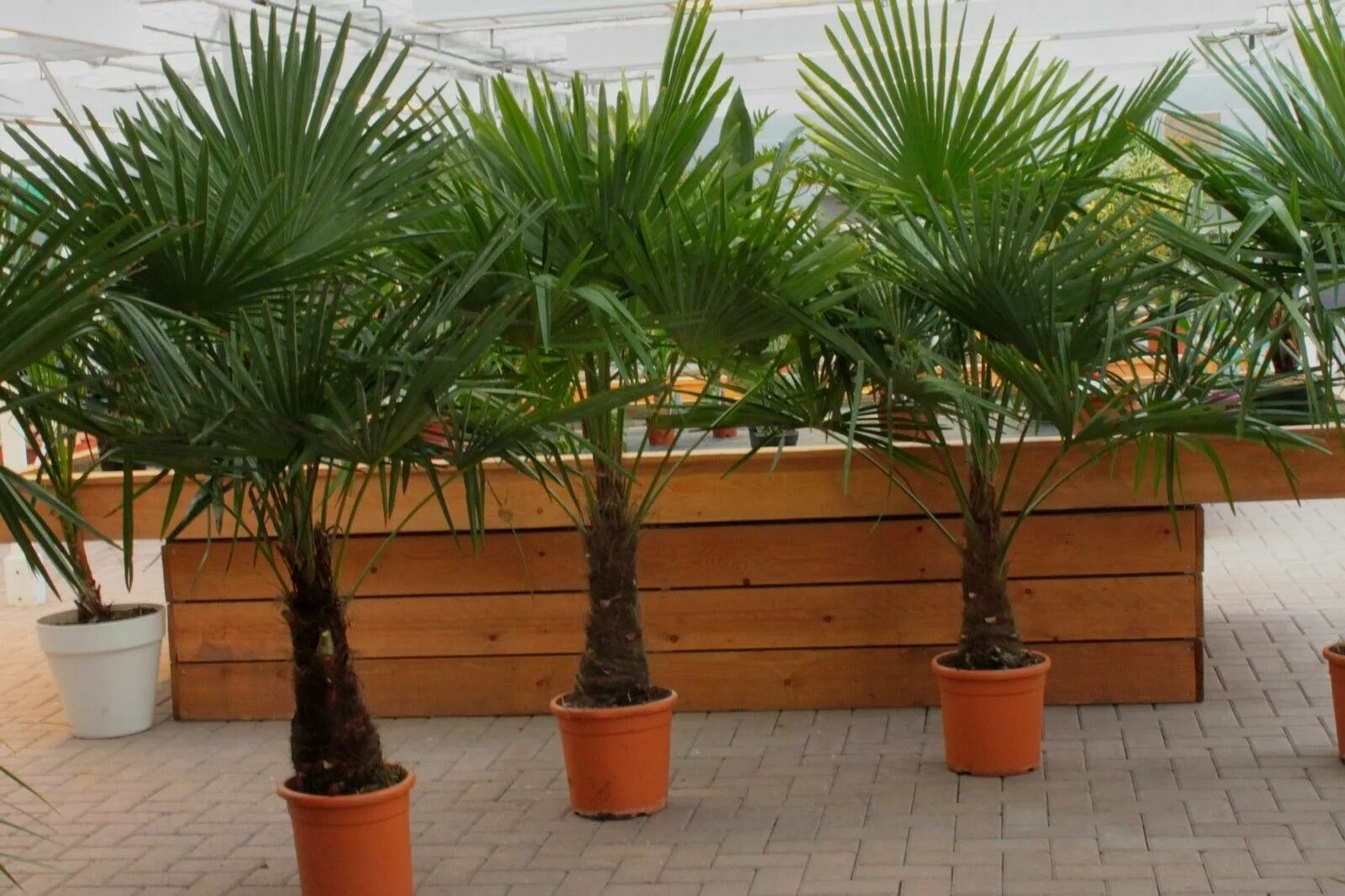 Пальма содержание. Пальма трахикарпус форчуна. пальма трахикарпус (trachycarpus). пальма веерная трахикарпус форчуна. трахикарпус китайская веерная.