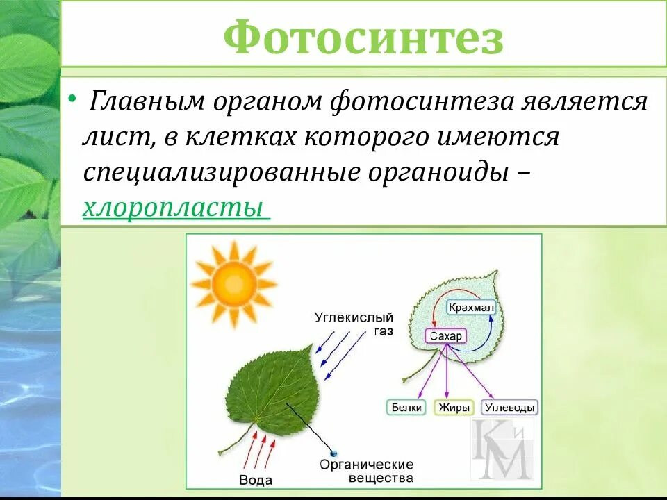 При дыхании растений образуются органические вещества. Процесс фотосинтеза у растений схема. Схема фотосинтеза происходит в. Процессы происходящие в листе. Фотосинтез листа.