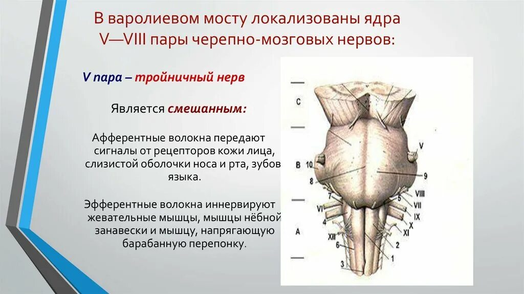 Мрт черепных нервов. 8 Пара черепных нервов мрт. Ядра VII пары локализованы в мозге. 5 Пара черепных нервов. 5 Пара черепно-мозговых нервов.