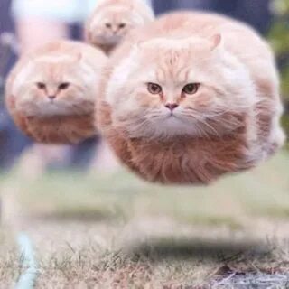 Почему кошки круглые