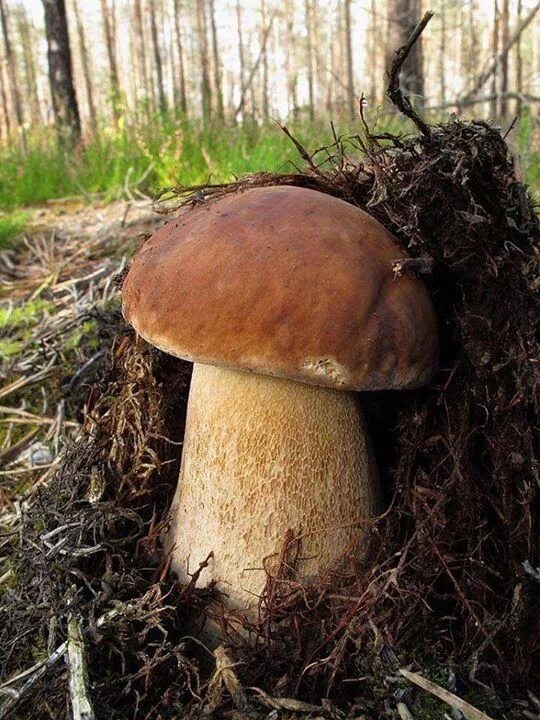 Крепкие боровики. Боровик боровой. Боровик еловик. Крепкие боровики. Крепкие боровики.