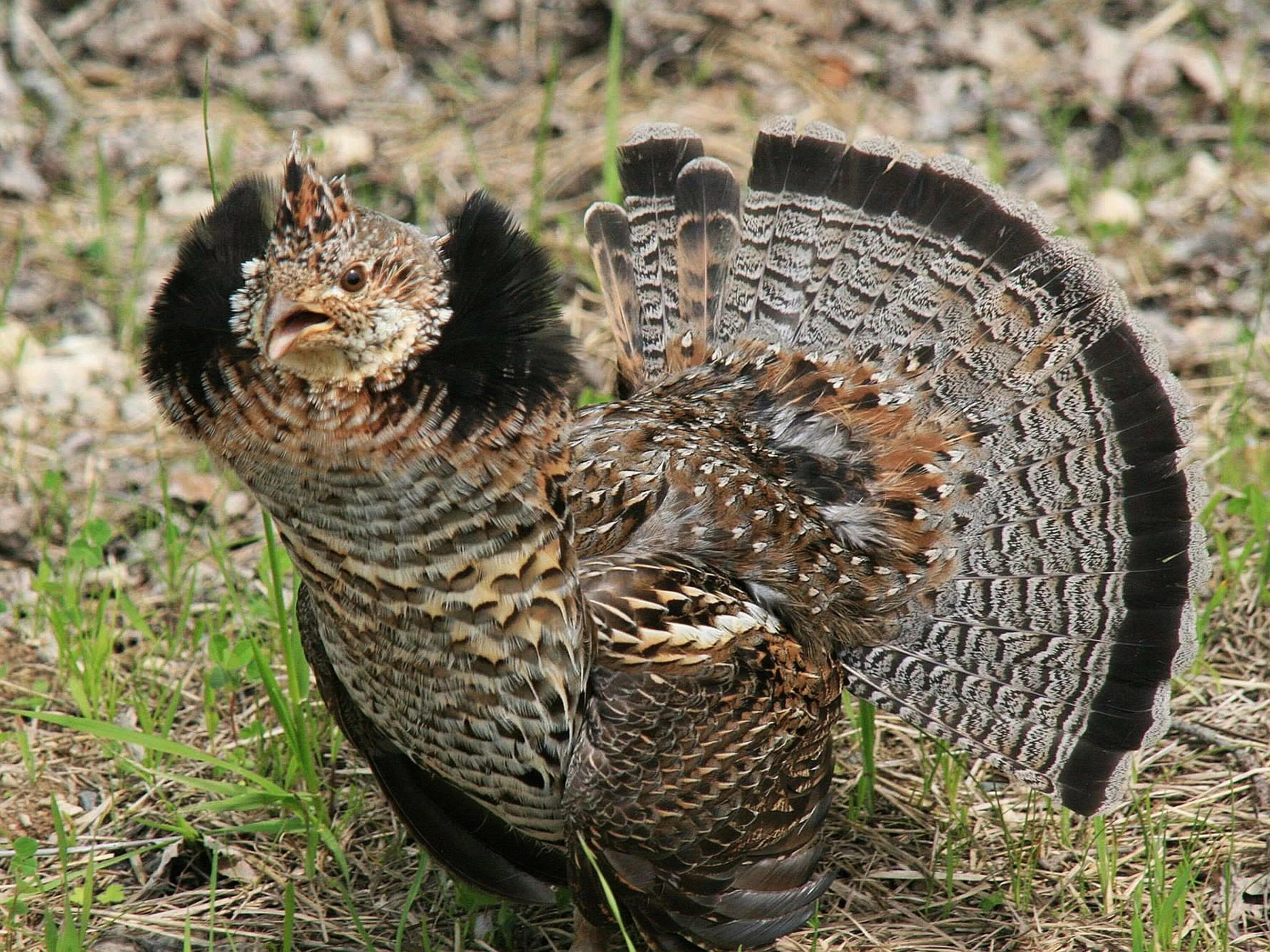 Птица — воротничковый рябчик. Bonasa umbellus. Рябчик птенцовая птица. Ruffed Grouse птица. Копченый глухарь