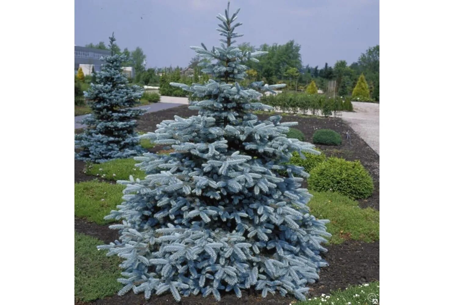Голубые ели недорого. Голубые ели недорого. Голубая ель даника. Голубая ель ангара. Ель колючая глаука аризона / кейбаб (р9).