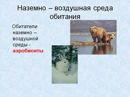 Медведь какая среда обитания наземно воздушная