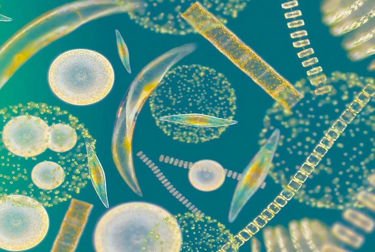 Фитопланктон диатомовые водоросли. Фитопланктон Северного Ледовитого океана. Фитопланктон нанопланктон зоопланктон. Морской фитопланктон водоросль.