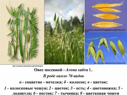 Овес двудольное растение