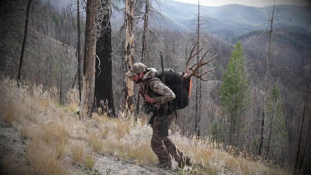 Форест Хантер. Форест Хантер Южно-Сахалинск. Hunting Forest. Hunting in the Forest.