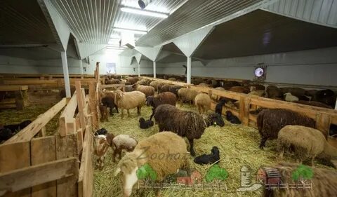 Системы содержания овец