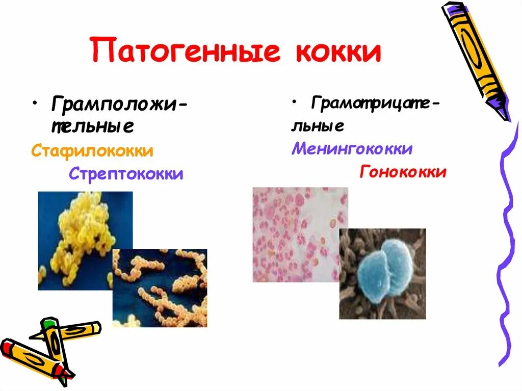 Стрептококки представители. Классификация патогенных кокков. Классификация патогенных кокков микробиология. Грамм отрицательные бактерии кокки. Патогенные кокки стафилококки.