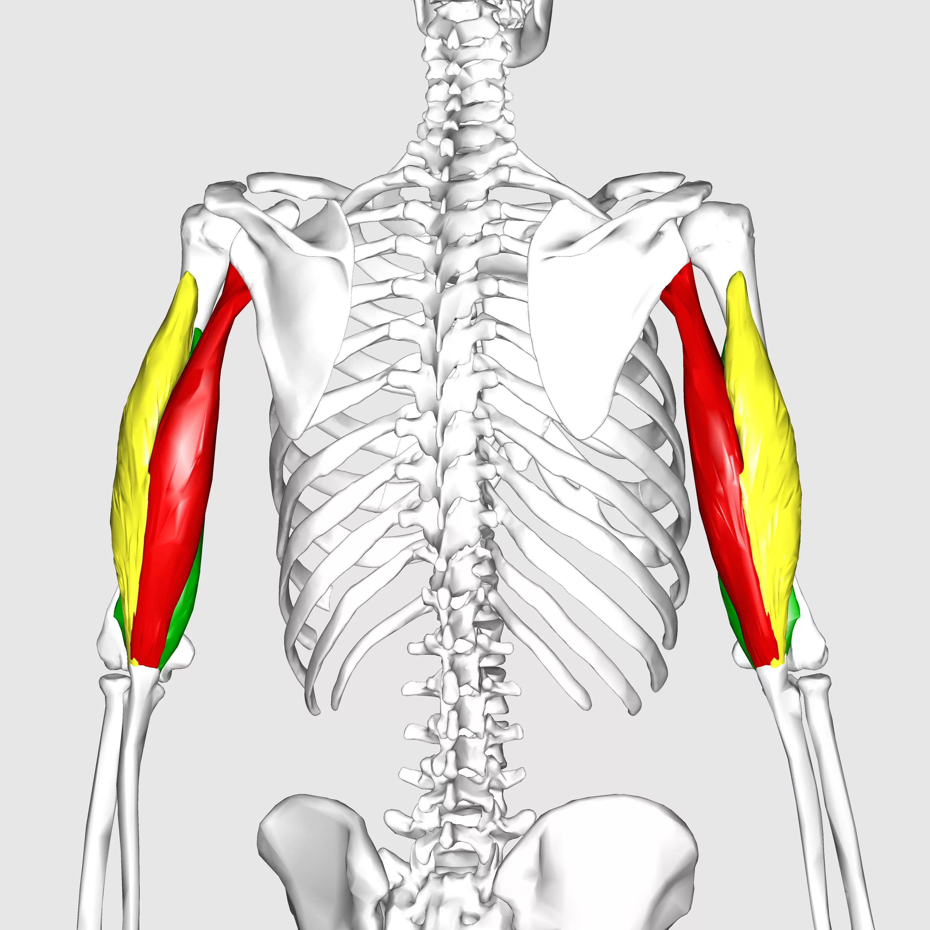 Трицепс мышца. Triceps brachii. Трицепс анатомия анатомия. Triceps анатомия. Медиальная головка трицепса анатомия.