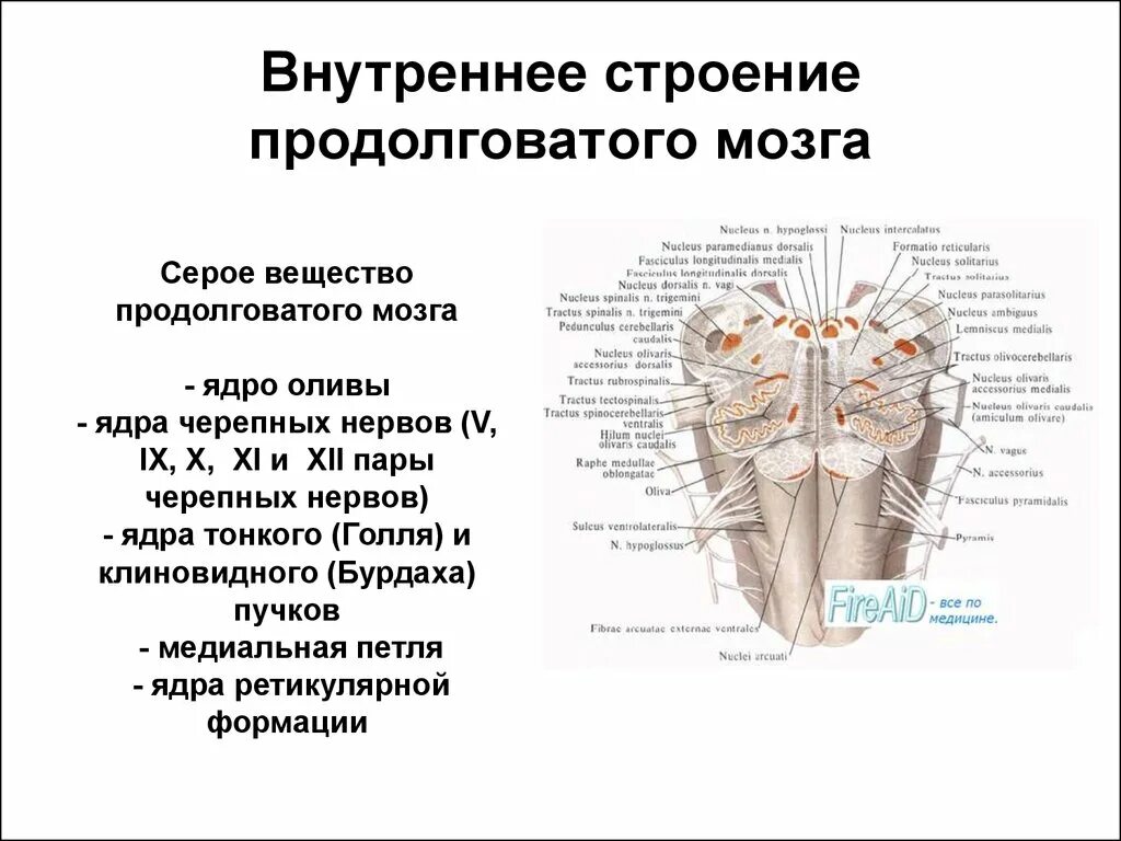 Вентральная поверхность продолговатого мозга. Внутренняя структура продолговатого мозга. Продолговатый мозг строение и функции. Продолговатый мозг анатомия серое вещество. Внутреннее строение продолговатого мозга.