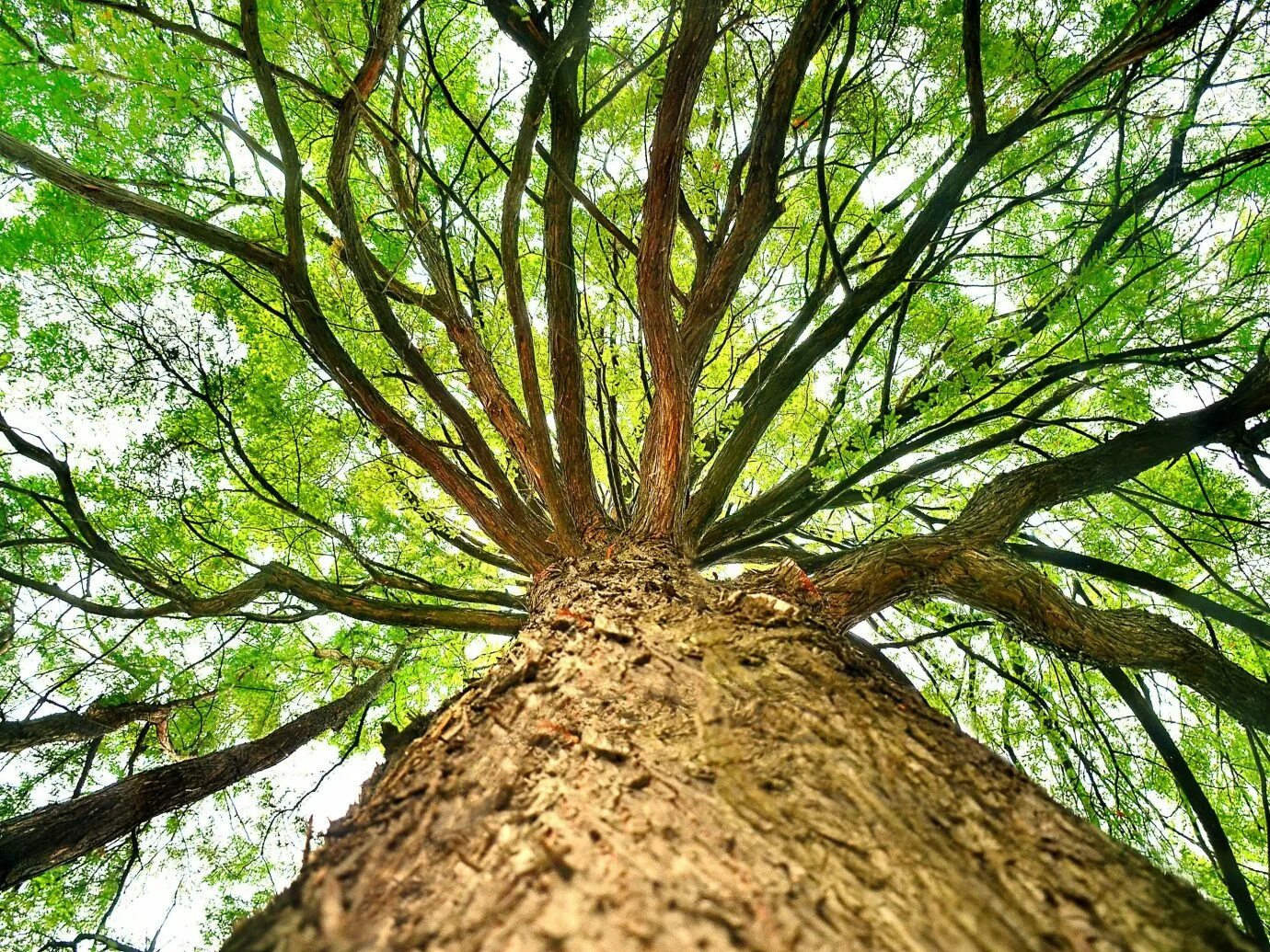 Tree trunk перевод