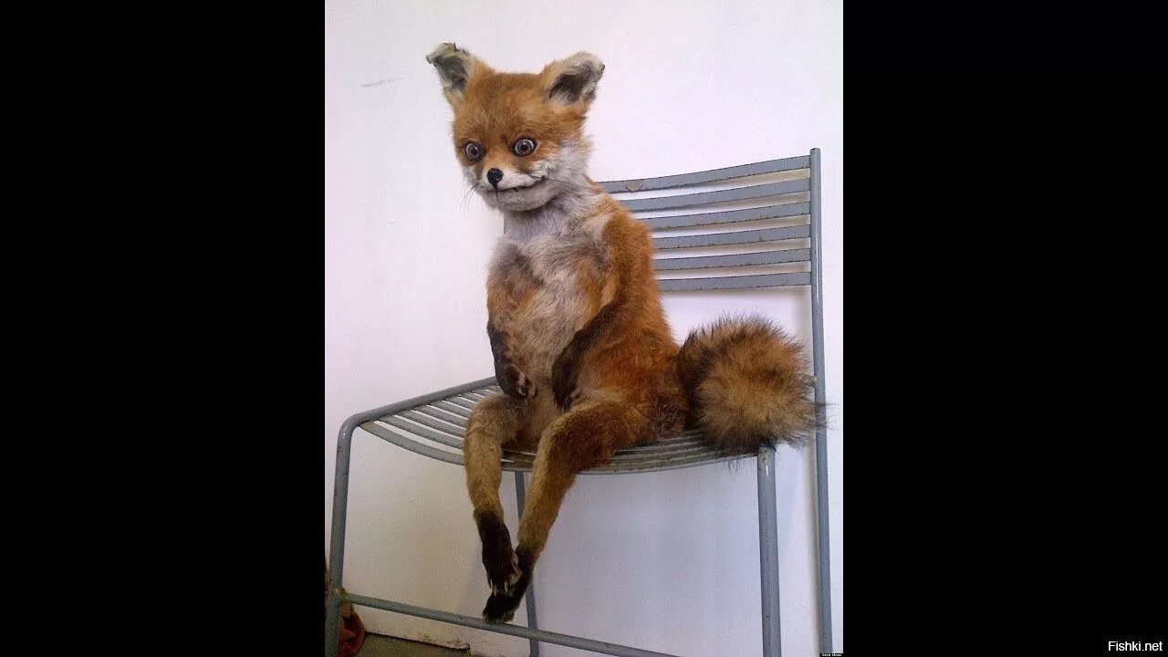 Диса рост. Аня форджер в полный рост. Лиса multi. Референс лисы. Лиса.