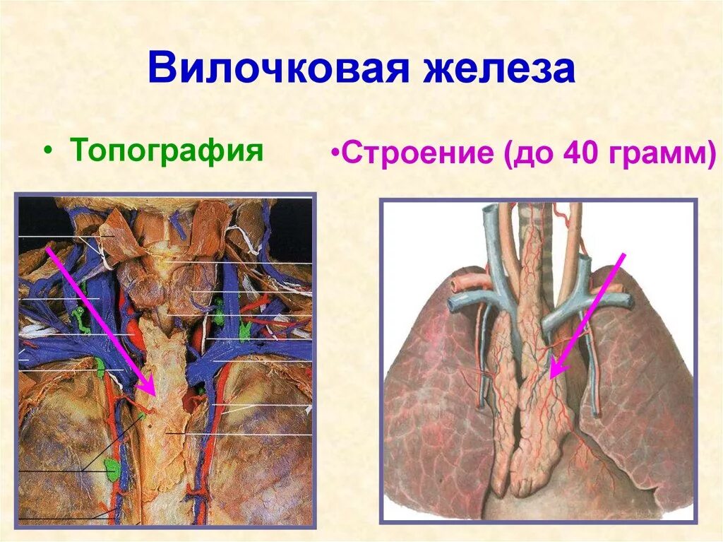 Вилочковая железа строение и расположение ANT337 Thymus Gland and Developmental Costs Diagram Diagram Quizlet