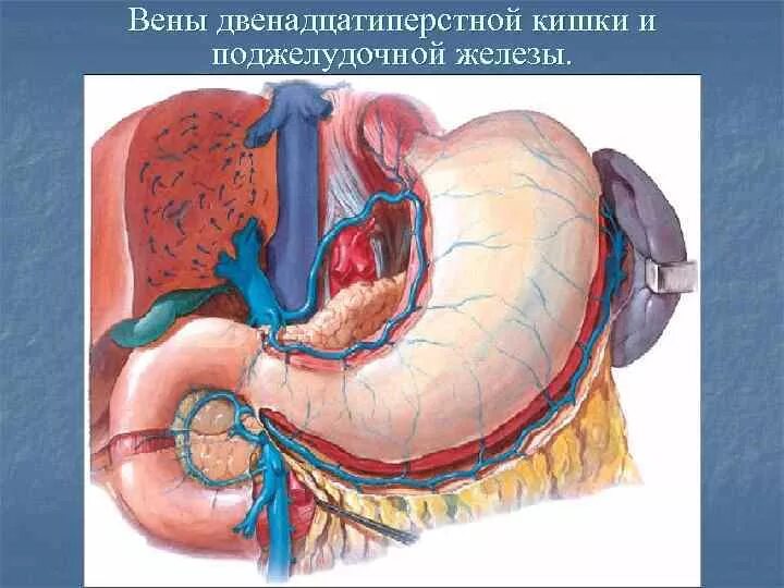 Правая желудочная вена. Левая желудочно-сальниковая Вена. Вена двенадцатиперстной кишки. Венозный отток поджелудочной железы.