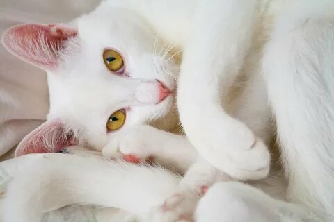 Красивая белая кошечка