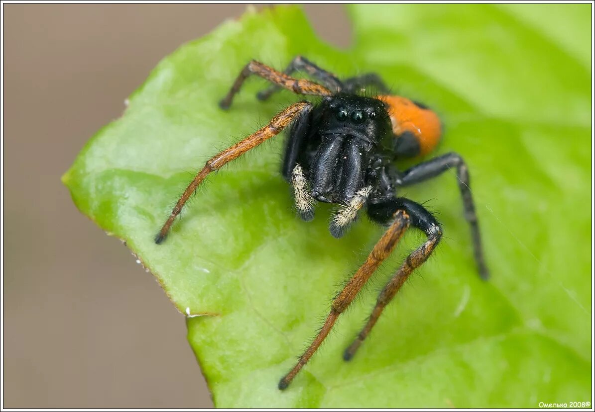 Скакун боярышниковый паук. Philaeus chrysops. скакун боярышниковый паук красный. philaeus chrysops паук. скакунчик philaeus chrysops.