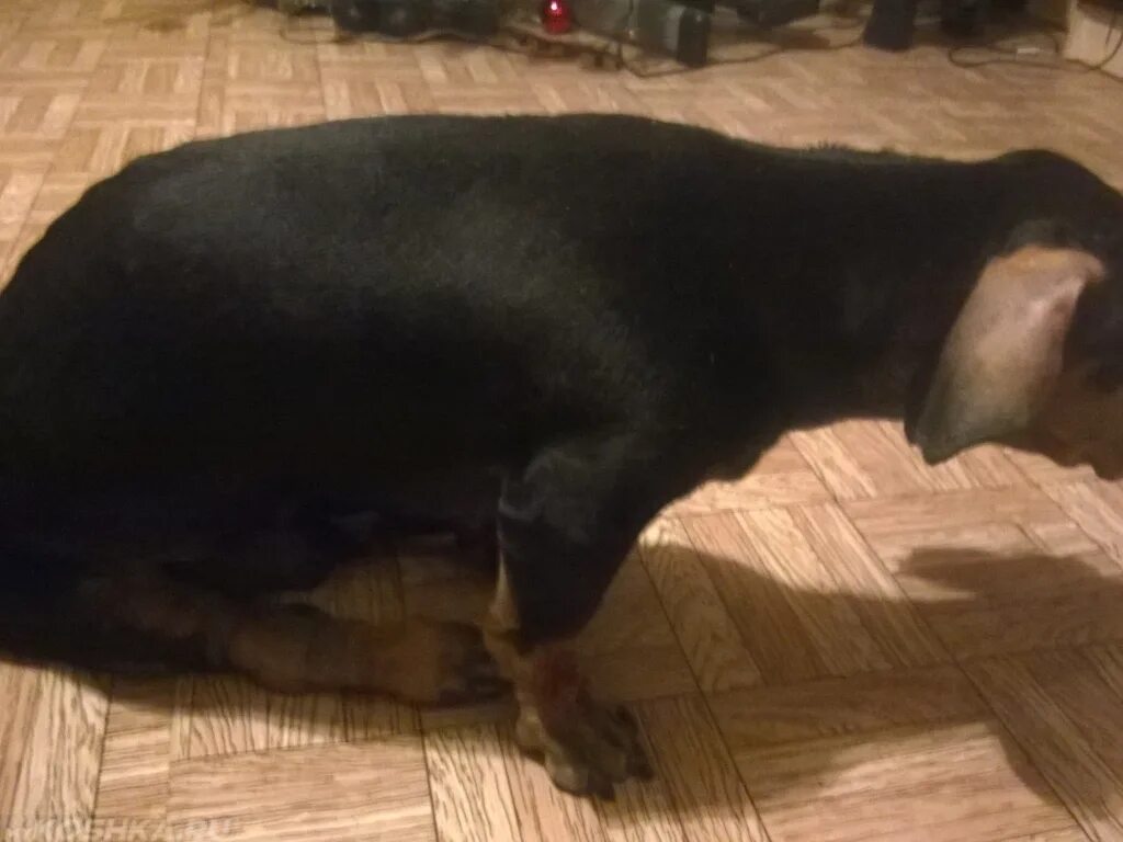 Повязка на заднюю лапу собаке. Тест выдвижного ящика у собаки. Джек рассел вывих лапы. Лабрадор на задних лапах. Заболевания суставов у собак.