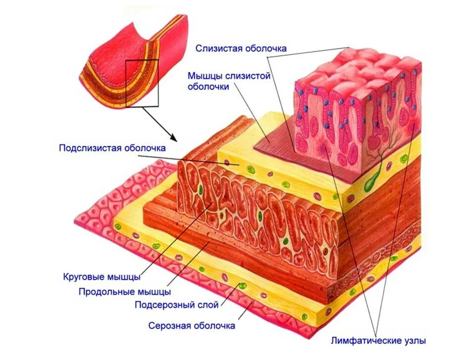 Строение стенки ротовой полости. Строение эпителиального слоя слизистой оболочки губ. Слизистая оболочка подслизистого слоя. Строение слизистой оболочки анатомия. Слизистая оболочка состоит из слоев