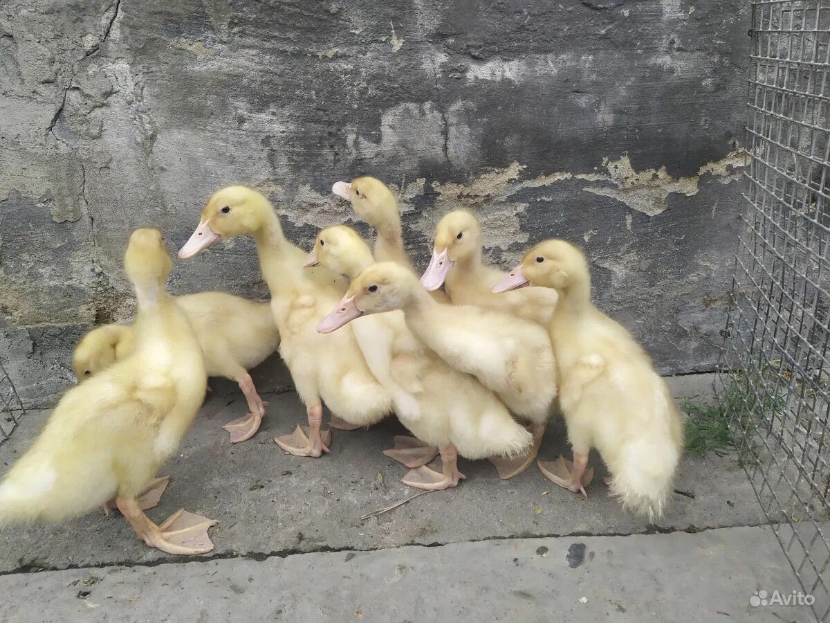 утка породы старт 53. стар 53 бройлерная французская утка. порода уток стар. утка бройлерная старт 53. утята черри велли.