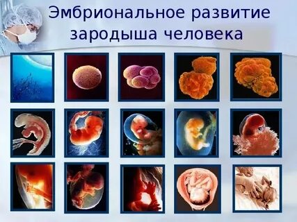 Влияние внешней среды на развитие зародыша человека