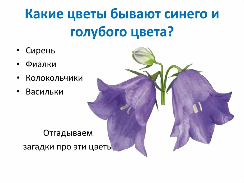 Колокольчик на какой вопрос отвечает. Цветок "колокольчик". Какие бывают колокольчики. Какого цвета бывают колокольчики. Какого цвета бывают колокольчики цветы.