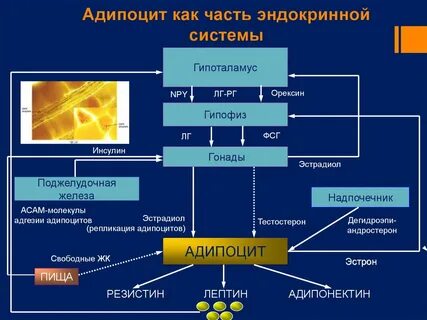 Образование гормонов ткань
