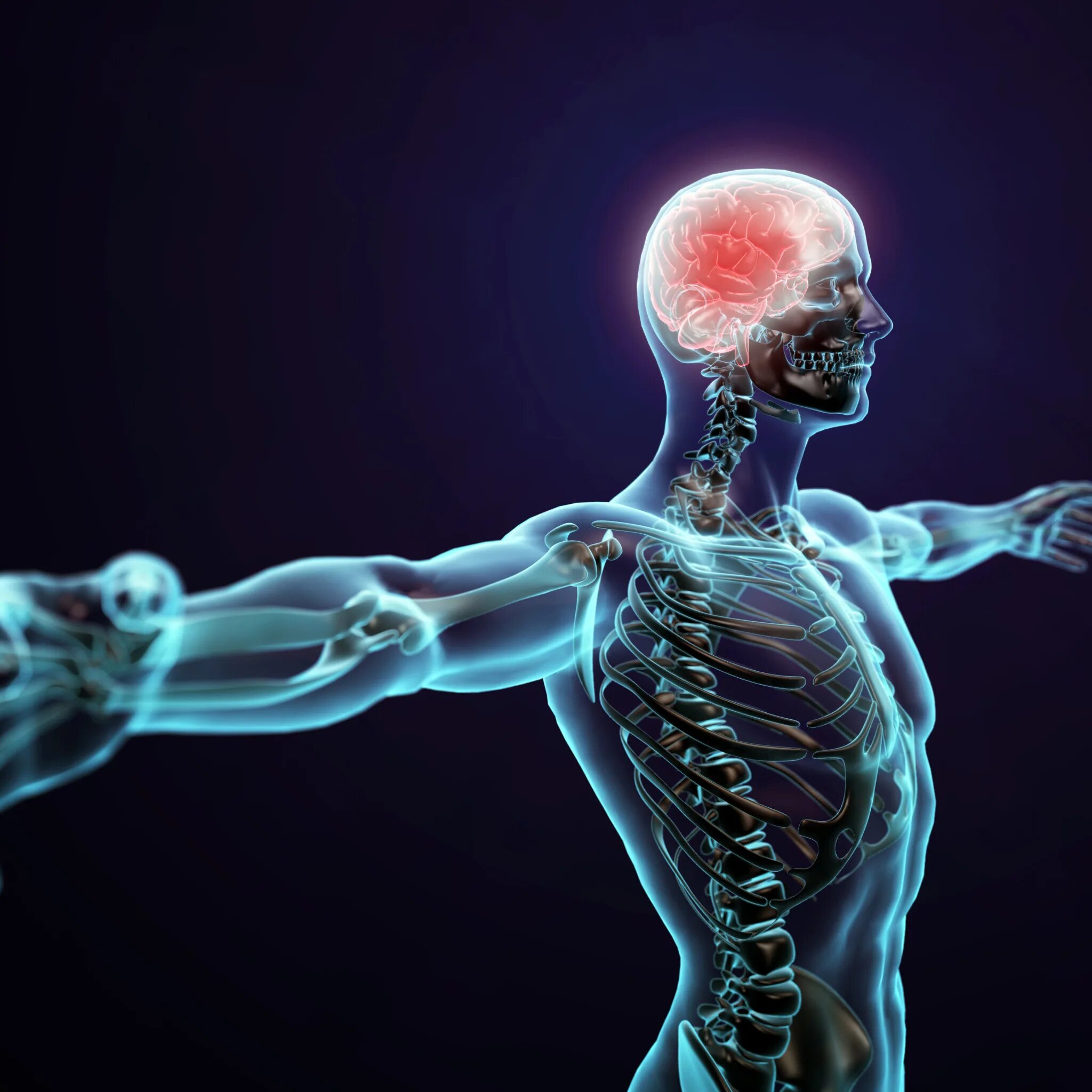 Human body visualizer