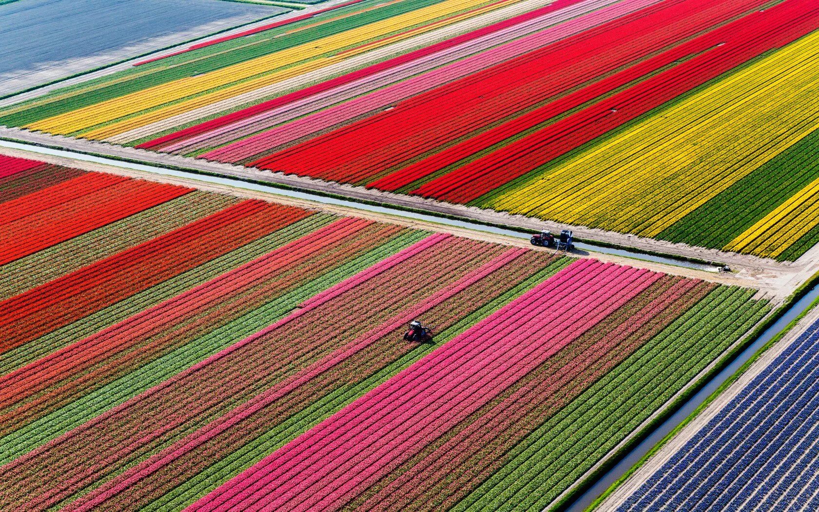 Где тюльпановые поля. Тюльпановые поля в Нидерландах. Амстердам тюльпановые поля. Поля тюльпанов в Лиссе.
