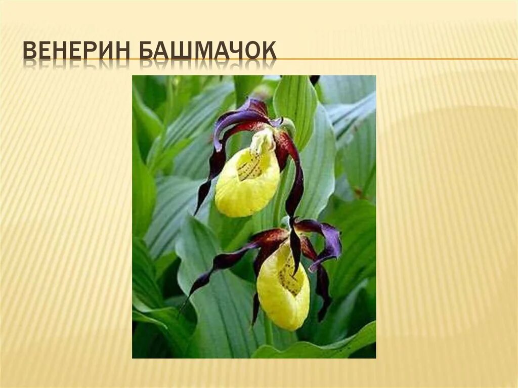 Венерин башмачок класс. Венерин башмачок в удмуртии. венерин башмачок окружающий мир. венерин башмачок красная книга удмуртии. красная книга удмуртии растения венерин башмачок.