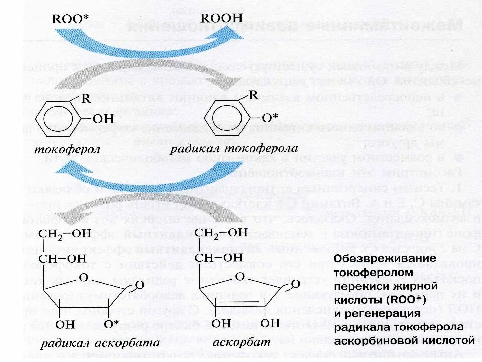 Регенерация токоферола. Восстановление окисленношо токоферол. Восстановление токоферол радикала. Аскорбиновая кислота и токоферилрадикал. Радикал жирной кислоты