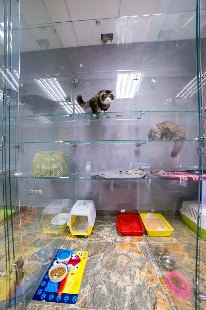 гостиница для кошек. оборудование для зоогостинец. зоогостиница для кошек. гостиница для кошек. гостиницы для животных нижний.