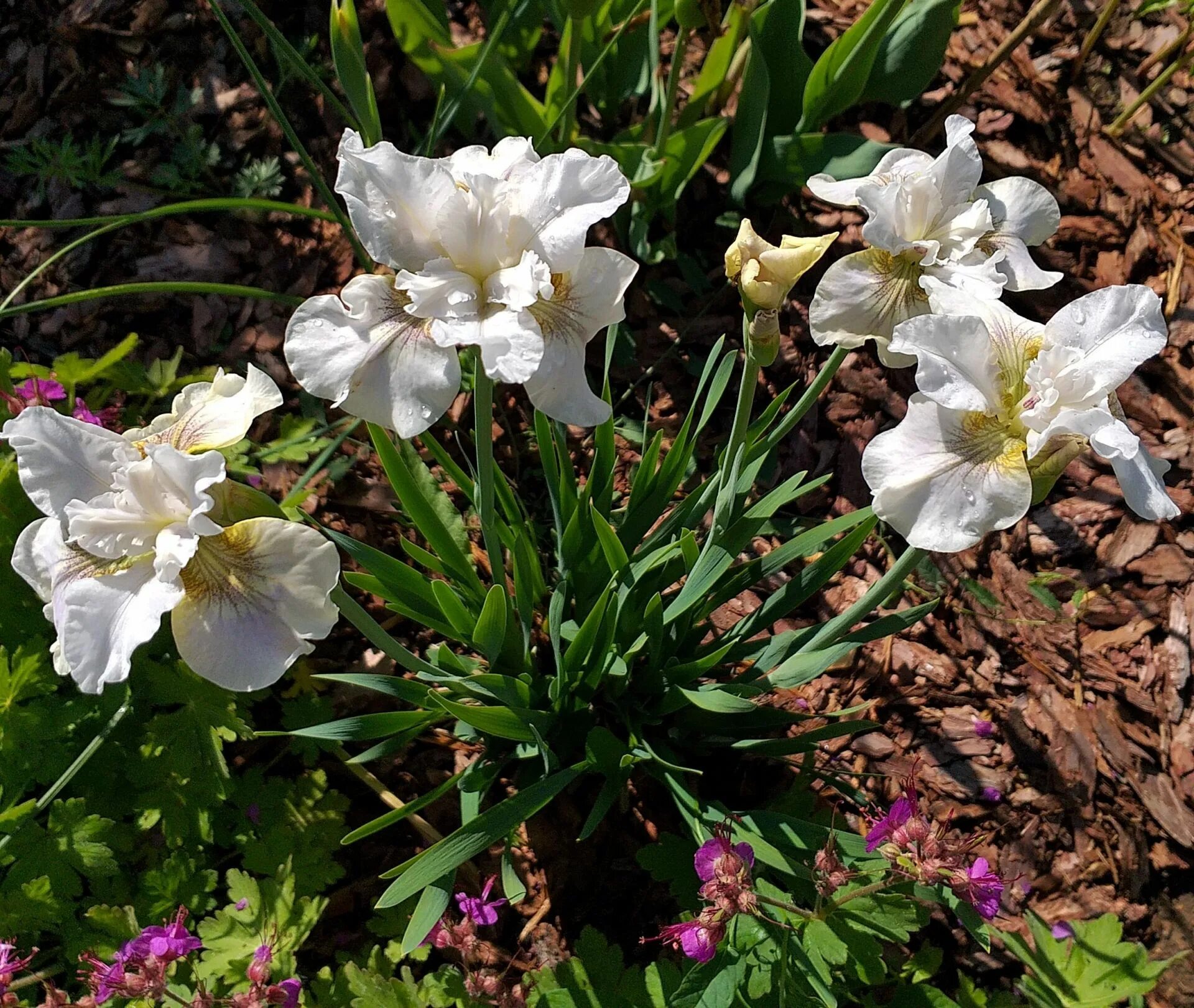 Ирис сибирский not quite white. Iris sibirica not quite white. Ирис сибирский нот квайт вайт. Ирис мун силк. Ирис сибирский нот квайт вайт.