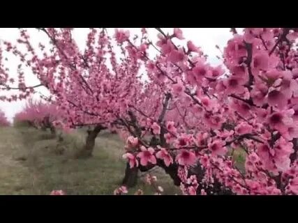 Цветущий персиковый сад