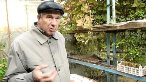 Снт виноградарь