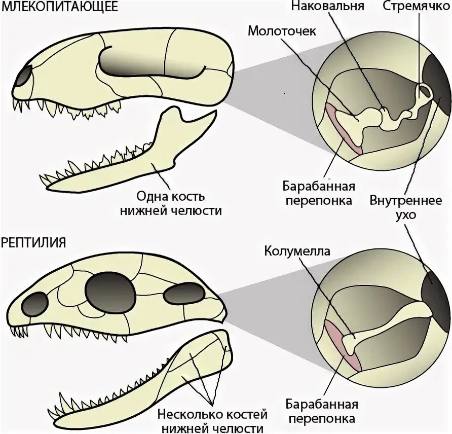 Строение черепа млекопитающих. Строение черепа рептилий. Череп варана строение. Череп пресмыкающегося строение.