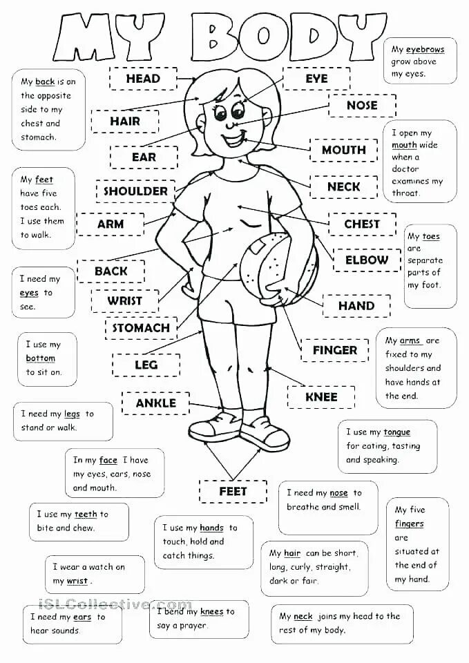 Английские части тела 3 класс с переводом. Части тела на английском. Чечти телк на английском. Части тела тела на английском. Dxfcnb ntkj YF fyukbqcrjb.