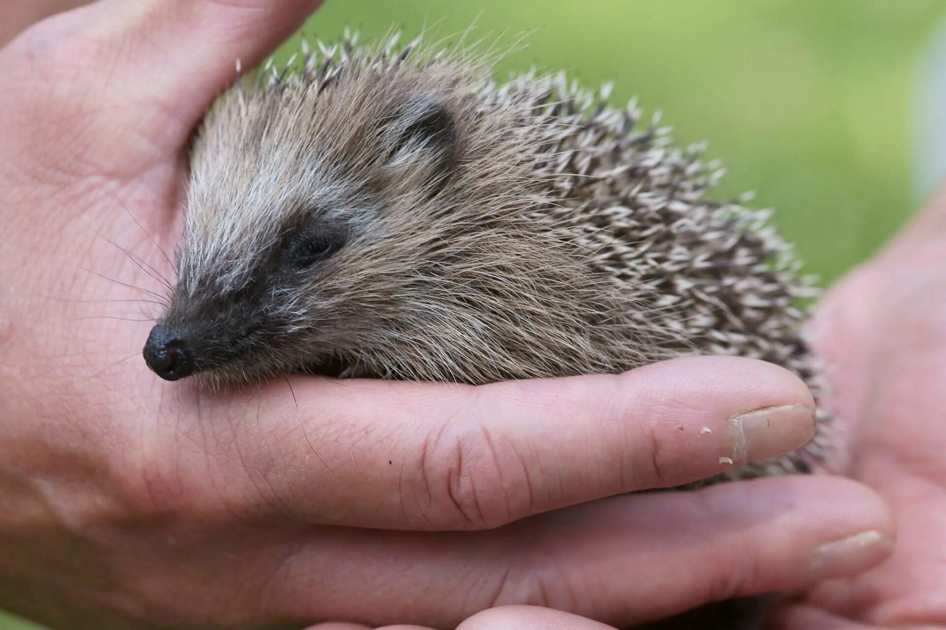 Ехидна и дикобраз. Шипы ежика. Шипы ежика. Колючки ежа. Еж ехидна дикобраз.