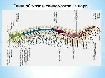 Количество пар нервов отходящих от спинного мозга