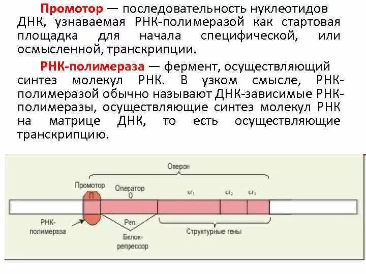 Строение ДНК промотор. РНК зависимая РНК полимераза. Промотор РНК полимеразы. РНК полимераза промотор РНК Транскрипт.