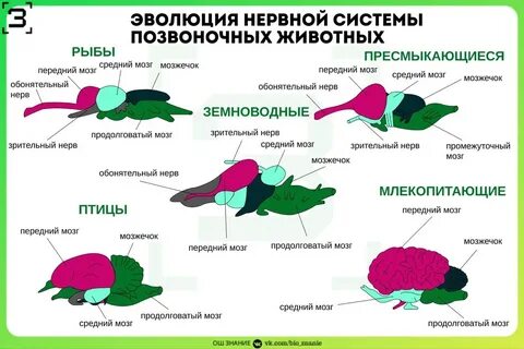Нервная система высших животных