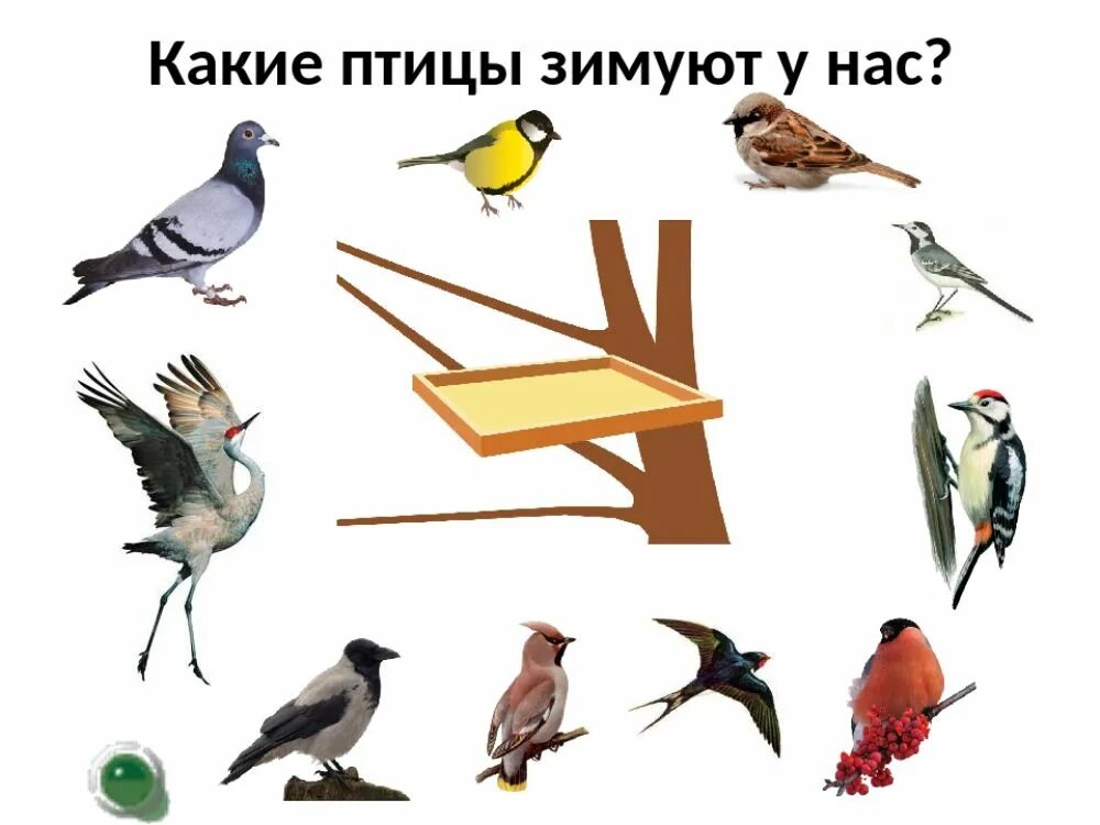 Зимующие птицы картинки для детей. Задание перелетные и зимующие птицы. Перелетные и зимующие птицы для детей. Перелетные и зимующие птицы 2 класс. Перелетные и зимующие птицы задания для дошкольников.
