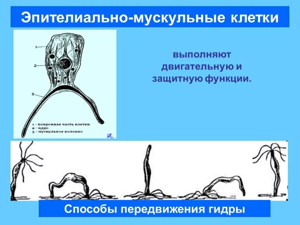 Строение эпителиально мускульной клетки. Эпителиально мускульные клетки кишечнополостных. Кожно мускульные клетки гидры. Строение эпителиально мускульной клетки гидры.