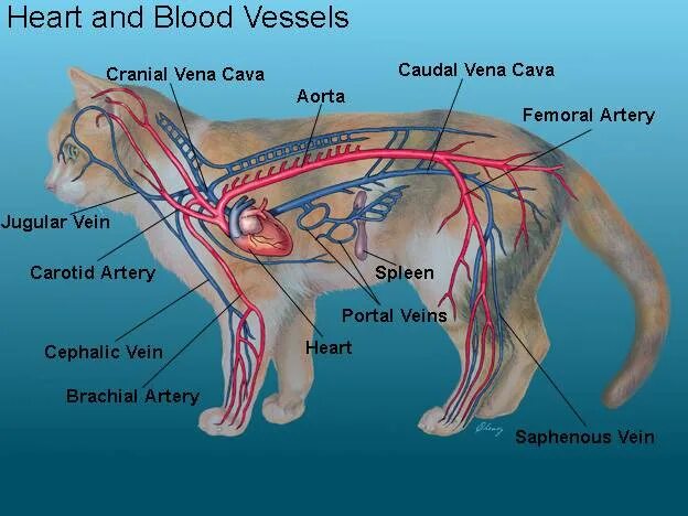 Строение кровеносной системы кошки. Кровеносная система кошки анатомия. Кровеносная система собаки анатомия. Анатомия кошки внутренние органы атлас. Артерии и вены животных